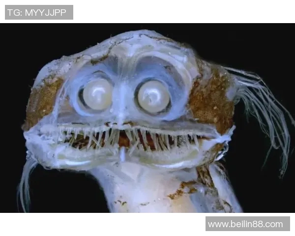 踢足球的动物们：探索自然界中那些热爱足球的奇妙生物